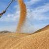 في العراق.. تقنيات الري الحديثة رفعت إنتاجية دونم الحنطة 150% هذا العام