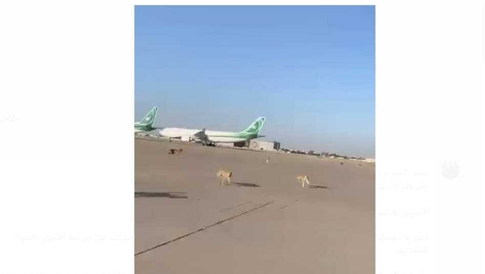 تلاحق &quot;أي هدف متحرك&quot;.. عشرات الكلاب السائبة تغزو مطار بغداد (فيديو)