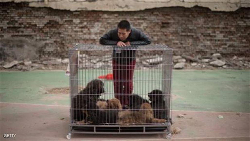 الصين تعاقب بائعي لحوم الكلاب