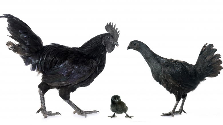 636110815485483590-black%20chicken.jpg