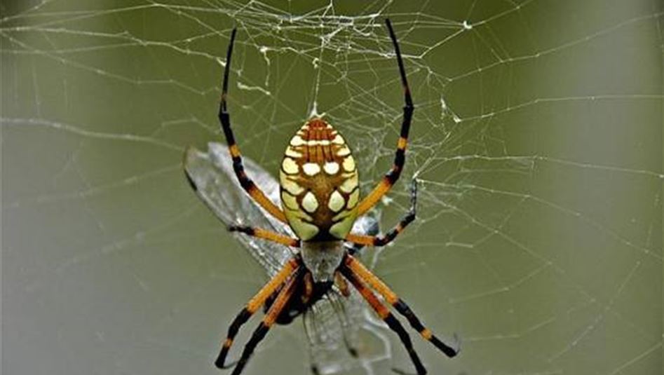 Venomous Golden Silk Spider spreads through Iraqi Al Diwaniyah Hi