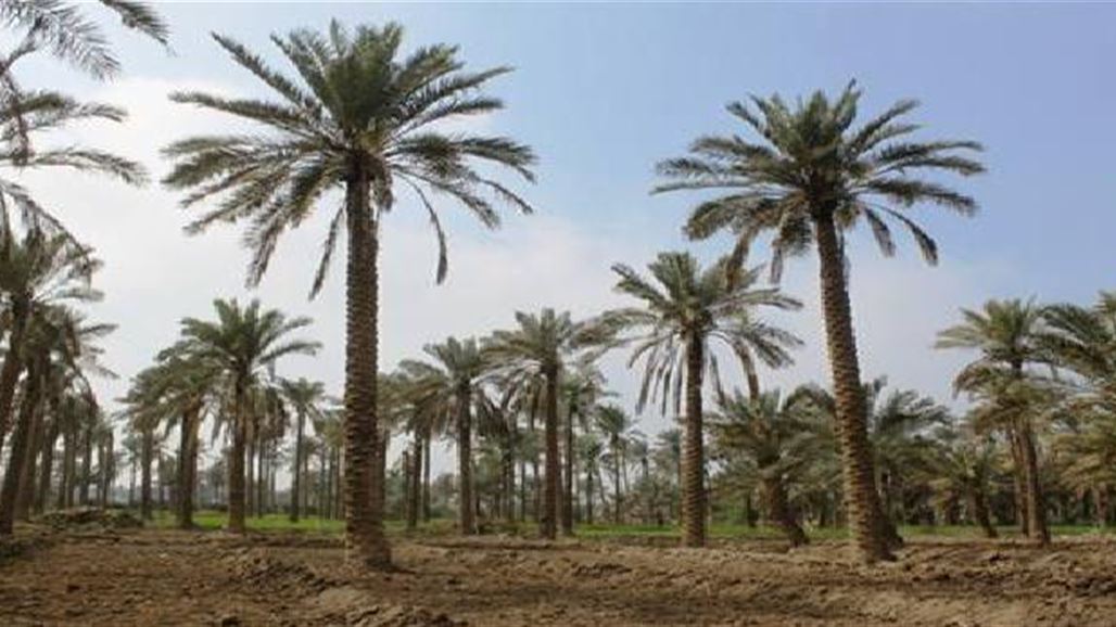 الزراعة تضع خطة لمشروع التعداد العام للنخيل في العراق