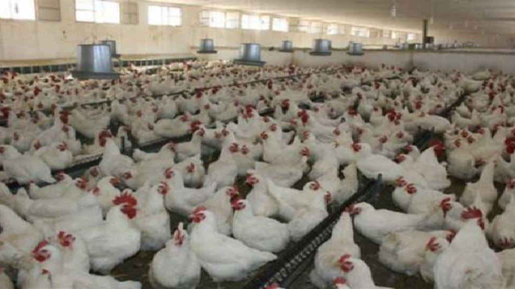 صحة بابل تعلن عن خلو الدجاج المتداول في المحافظة من جرثومة "السالمونيلا"