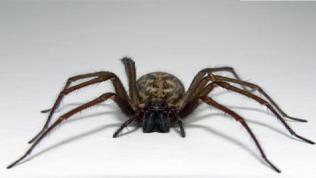 عنكبوت استوائي يدخل جسد سائح استرالي ويستقر فيه ثلاثة ايام
