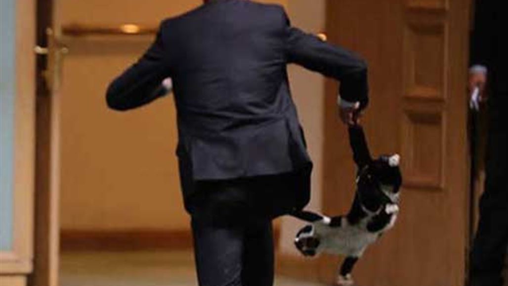 بالفيديو: ماذا يفعل هذا القط في أروقة مجلس النواب؟