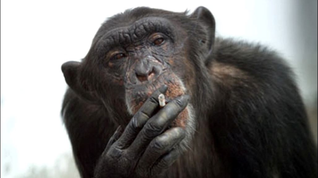 محكمة أمريكية: للشمبانزي حقوقاً كالإنسان