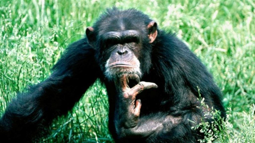 علماء: فقرات الأشخاص الذين يعانون من آلام الظهر شبيهة بفقرات الشمبانزي