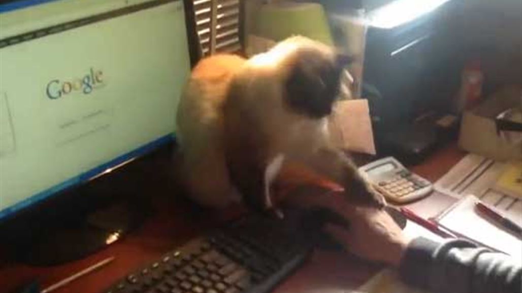 مَسك فأر الكمبيوتر فهذا ما فعلت به القطة