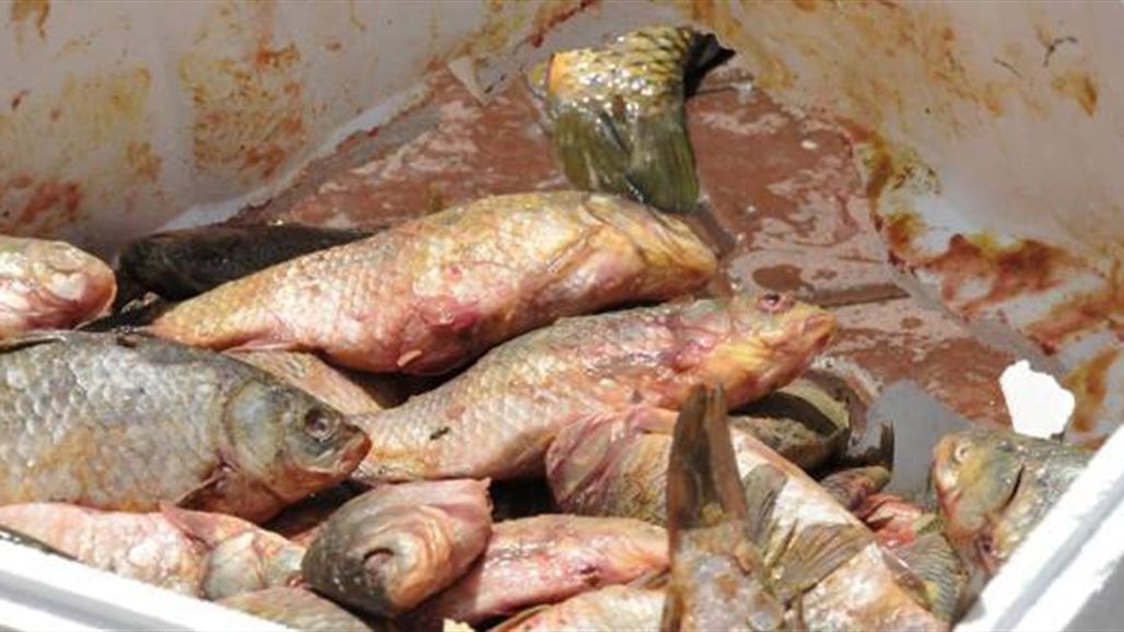 صحة كركوك تتلف 45 طناً من السمك التركي الفاسد