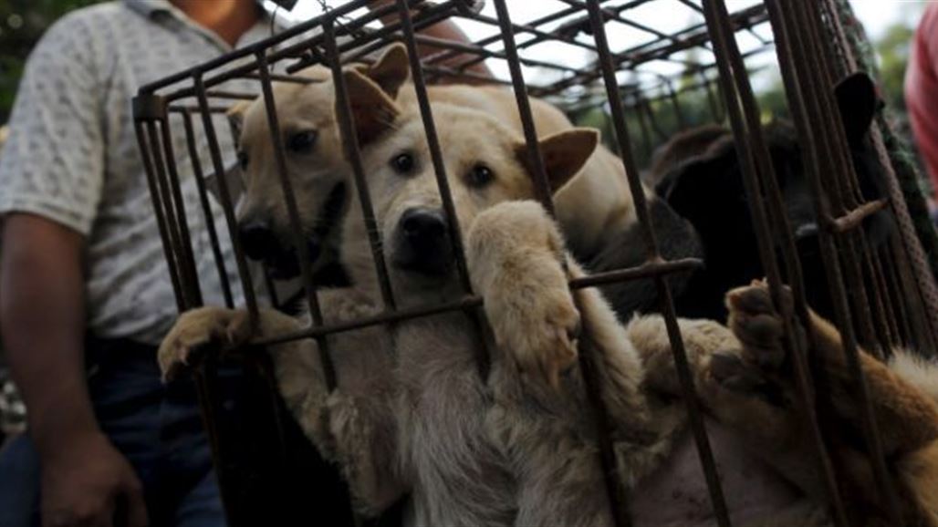 مهرجان للحوم الكلاب يثير خلافاً بشأن أكلها في الصين