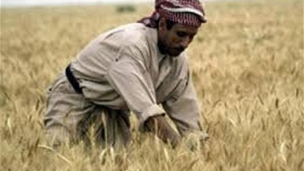 العظيم بديالى: مئات المزارعين لم يتسلموا مستحقات تسويق الحنطة للموسم الماضي