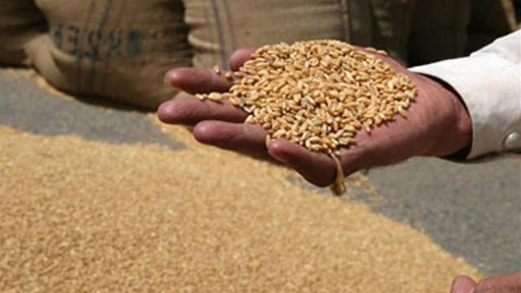 التجارة: العراق يطرح مناقصة لشراء 50 ألف طن من القمح