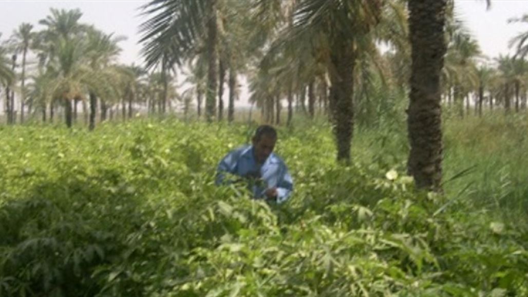 الزراعة تخصص 14 ألف طن من سماد اليوريا لدعم الخطة الزراعية في ديالى