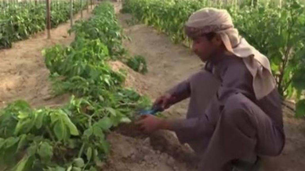 شاب كويتي ينتج محاصيل ذات جدوى اقتصادية في صحراء بلاده