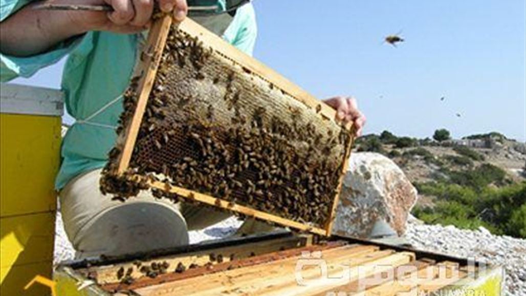 نحالي ديالى تعلن استخدام جهاز متطور في تكثير ملكات النحل النادرة