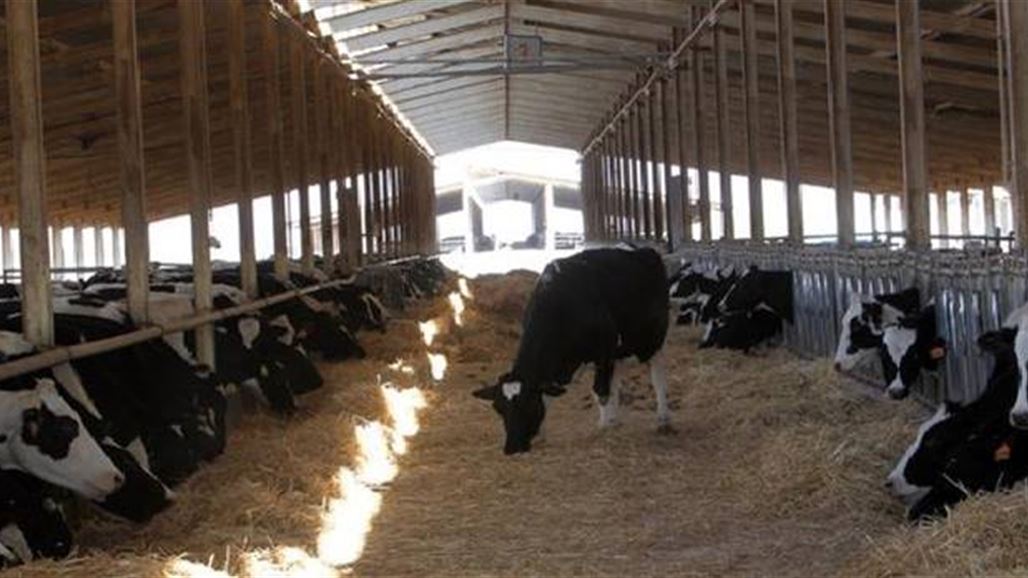 الزراعة تعلن انتاج اكثر من 216 طنا من الحليب شهريا في كربلاء