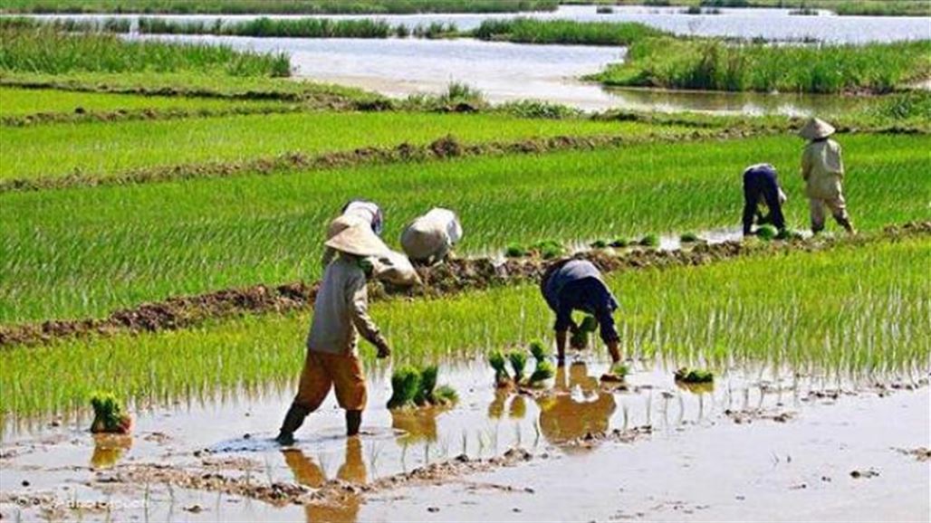 مخاوف الأمن الغذائي تعاود الظهور في آسيا مع انكماش محصول الأرز