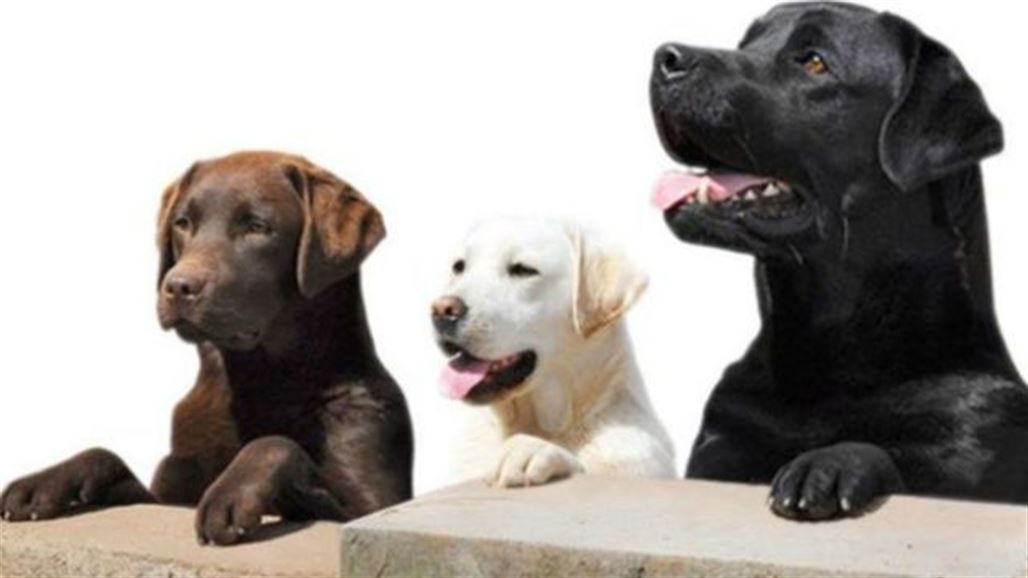 علماء يستعينون بكلاب بدينة لكشف أسباب السمنة عند البشر