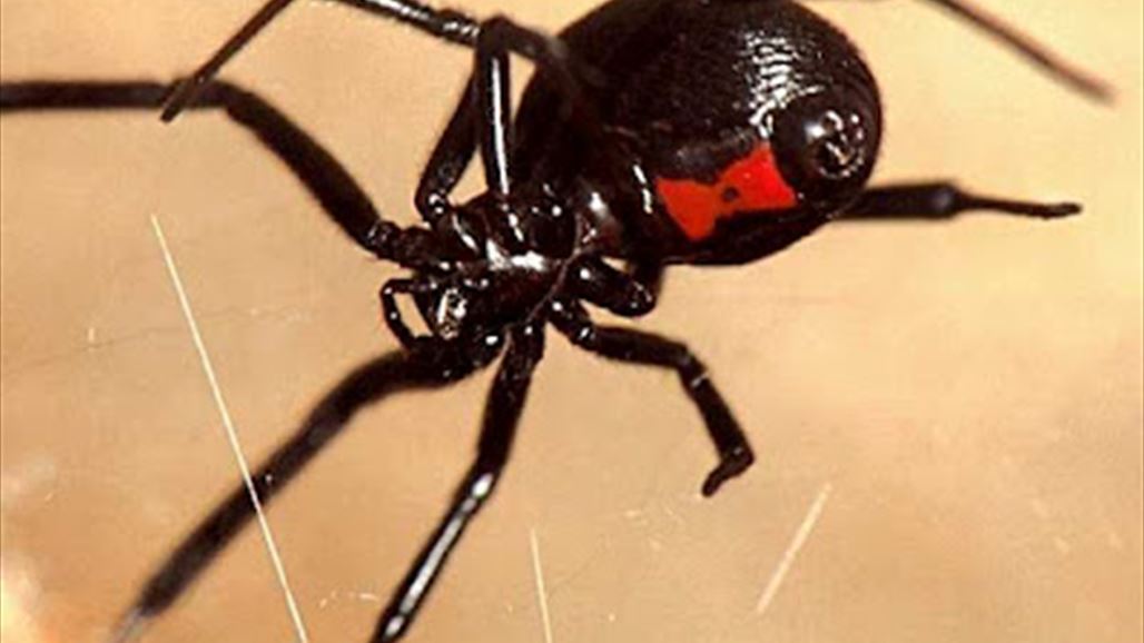 صحة كركوك تنفي وجود عنكبوت الارملة السوداء في مخيم للنازحين في المحافظة