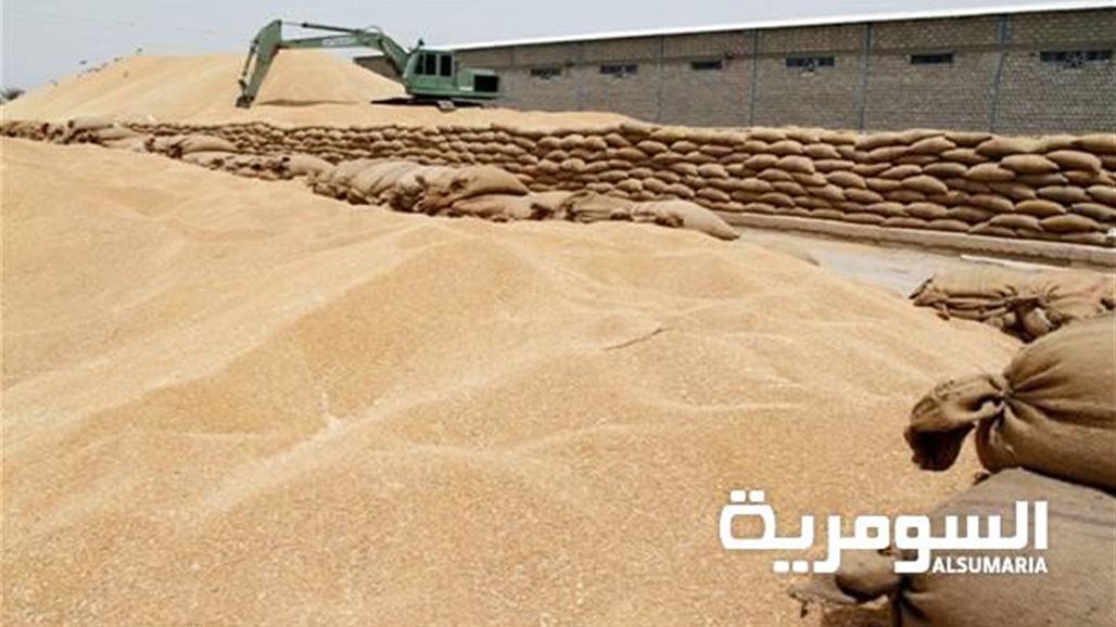 التجارة: الكميات المسوقة من محصول الحنطة المحلية تجاوزت المليون طن