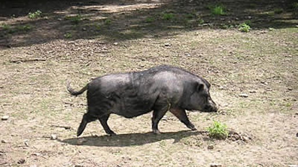 انتشار بؤر الخنازير البرية بالعظيم