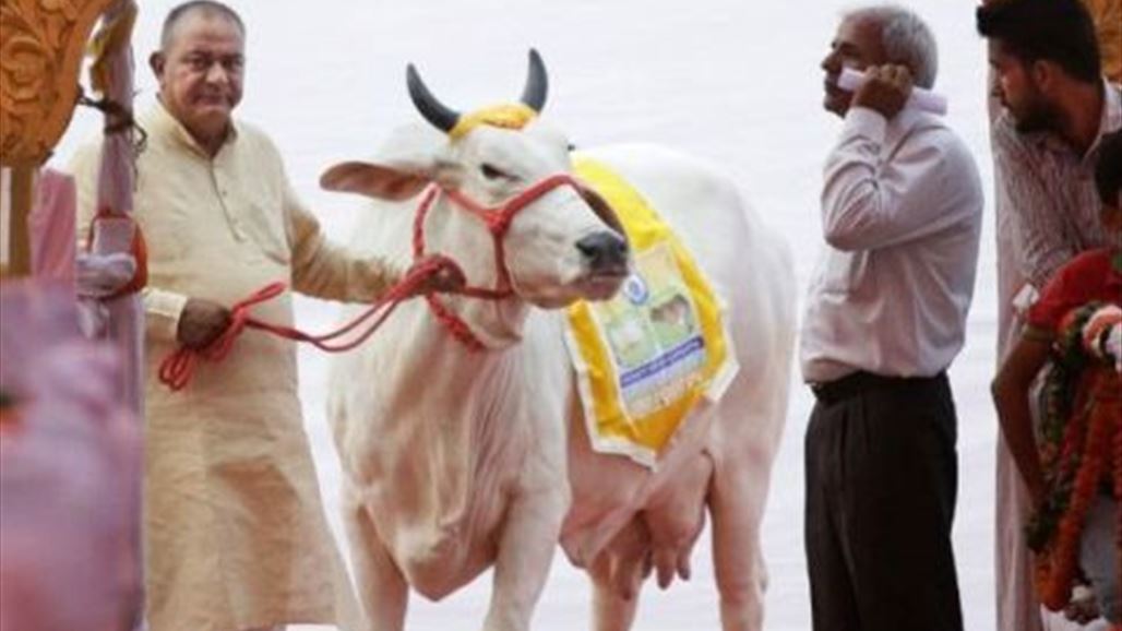 هندوس يرغمون اثنين من المسلمين على أكل روث البقر عقابا لهما