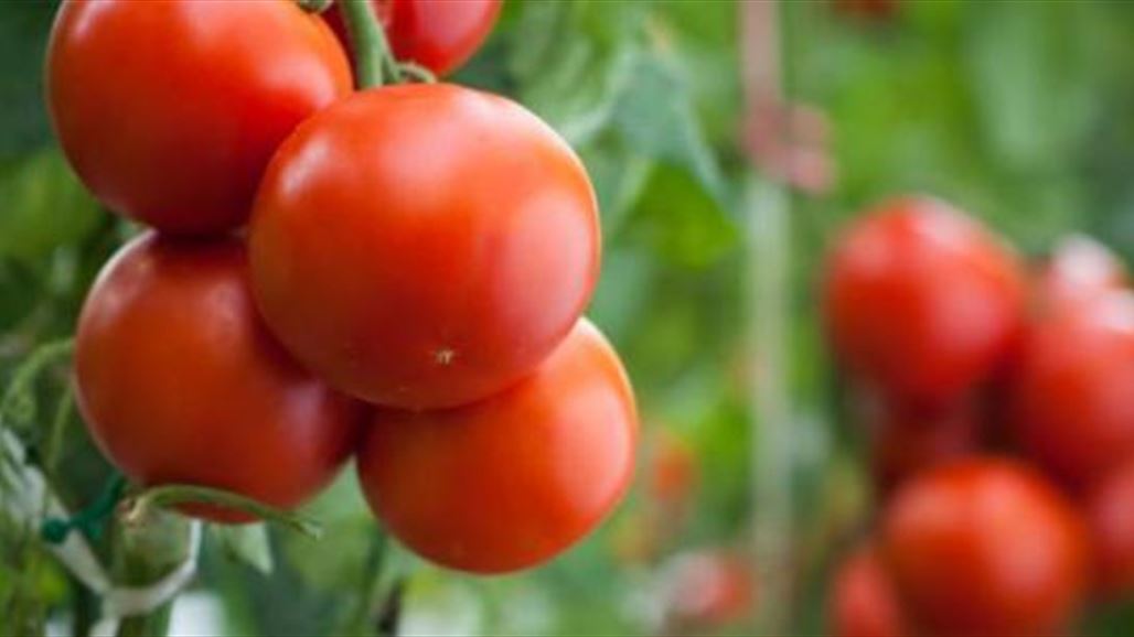 علماء يولدون الكهرباء من الطماطم