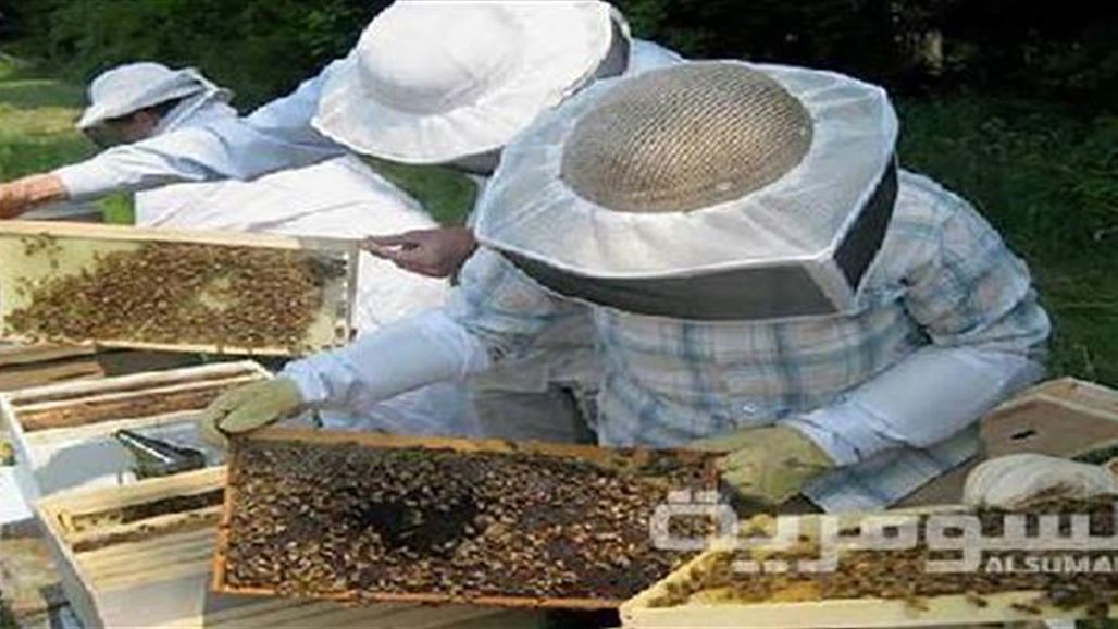 جمعية النحالين تعزو انخفاض انتاج العسل بنسبة 30% الى التقلبات المناخية