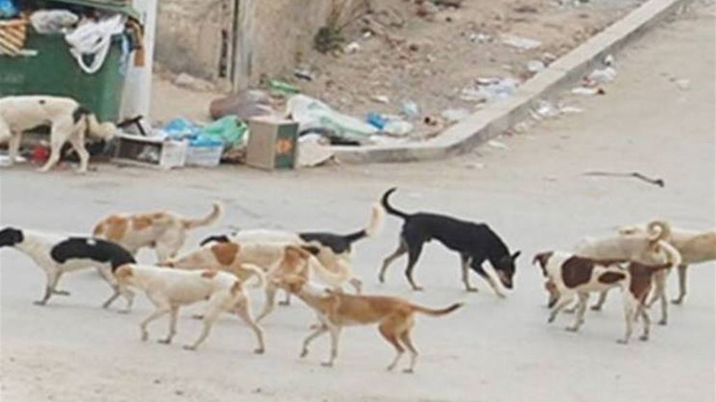 "داعش" يلاحق الكلاب السائبة في الموصل‎
