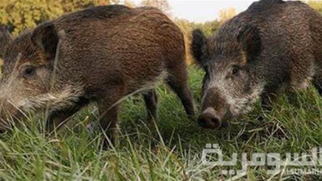 ديالى: الخنازير تعود الى هور جيمن بعد غياب نصف قرن
