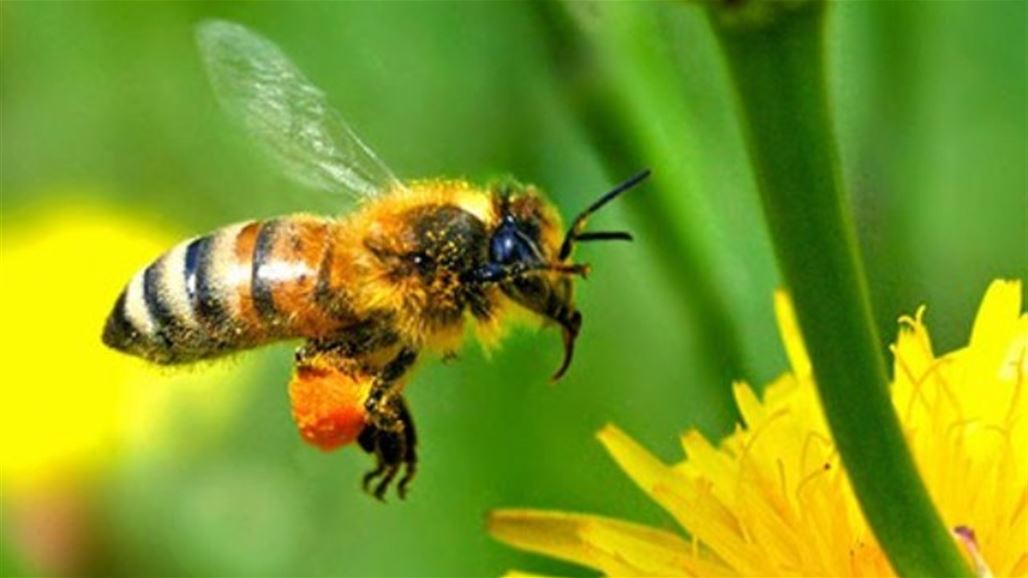 أمريكا تضيف أصنافاً من النحل لقائمة الأنواع المعرضة لخطر الانقراض