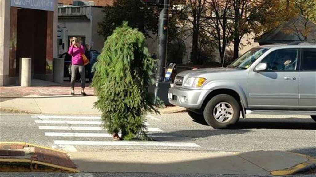بالصّور: القبض على "شجرة متحركة" عرقلت المرور!