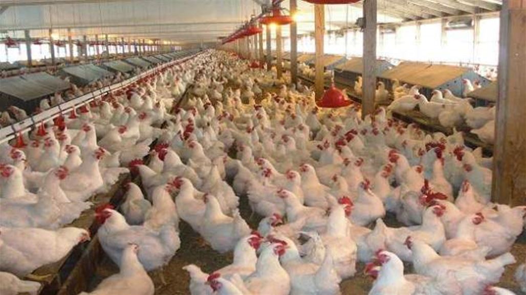 اليابان تبدأ بإعدام أكثر من 300 ألف دجاجة وبطة بسبب إنفلونزا الطيور