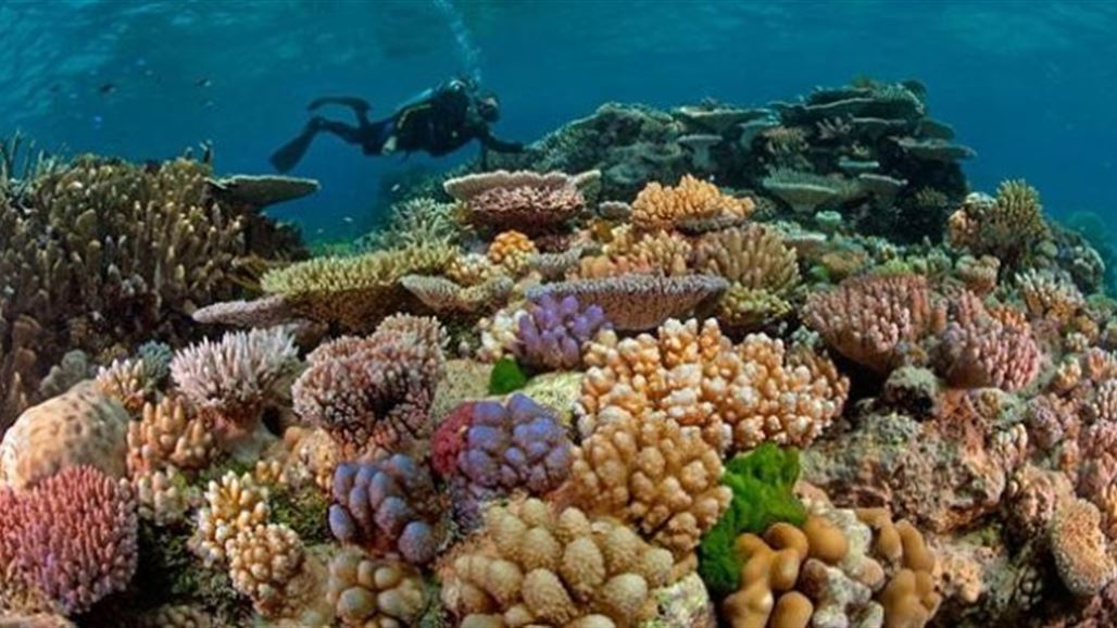 تسجيل أسوأ تكلس بالحاجز المرجاني العظيم المدرج على قائمة التراث العالمي