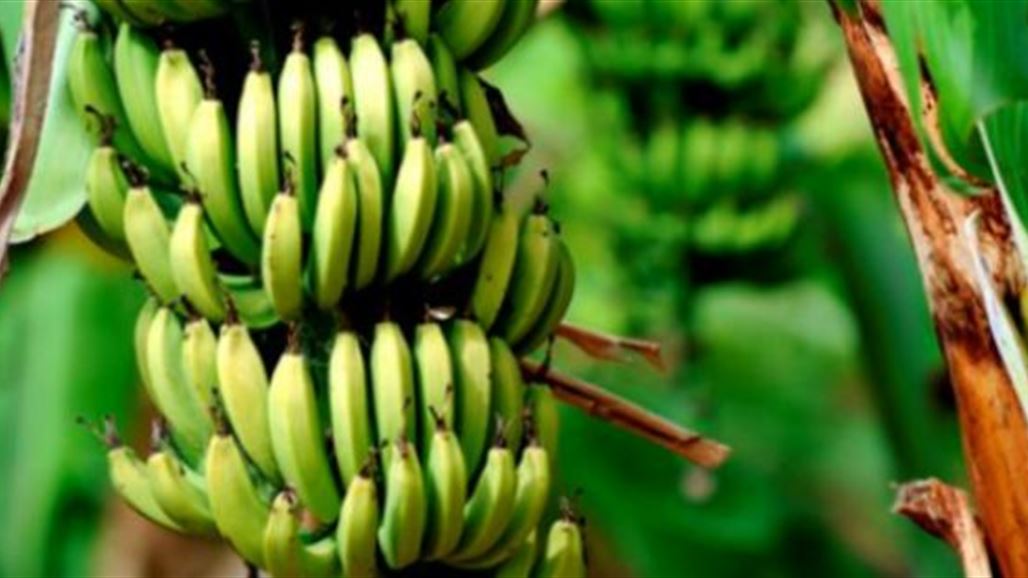 زراعة البصرة تنتج للمرة الأولى شتلات الموز وتدعو المزارعين الى غرسها في بيوت بلاستيكية