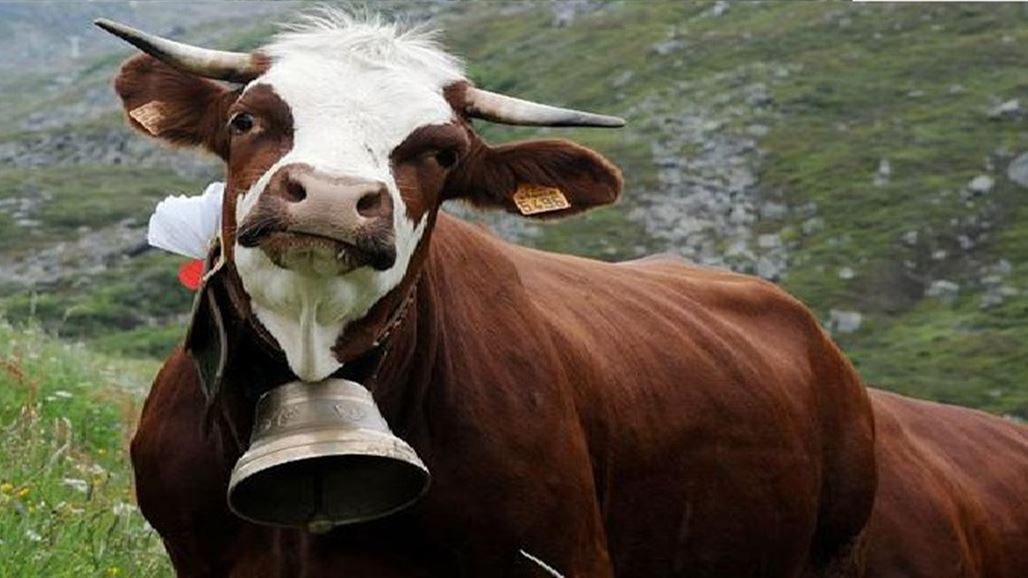 ناشطة تحرم من الجنسية السويسرية لوصفها أجراس الأبقار بالمزعجة