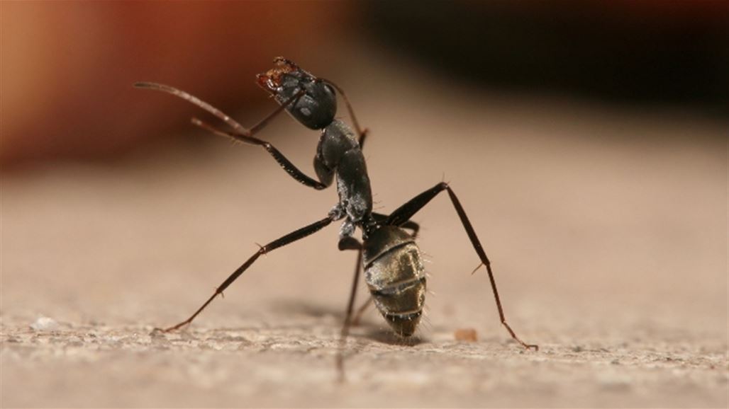 علماء: النمل لديه عقل متطور ويستعين بالذاكرة لتحديد الاتجاه
