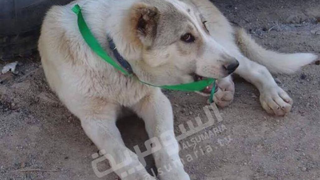 بالصور.. شارات تمنح الكلاب السائبة في كردستان فرصة نجاة من "الإبادة"