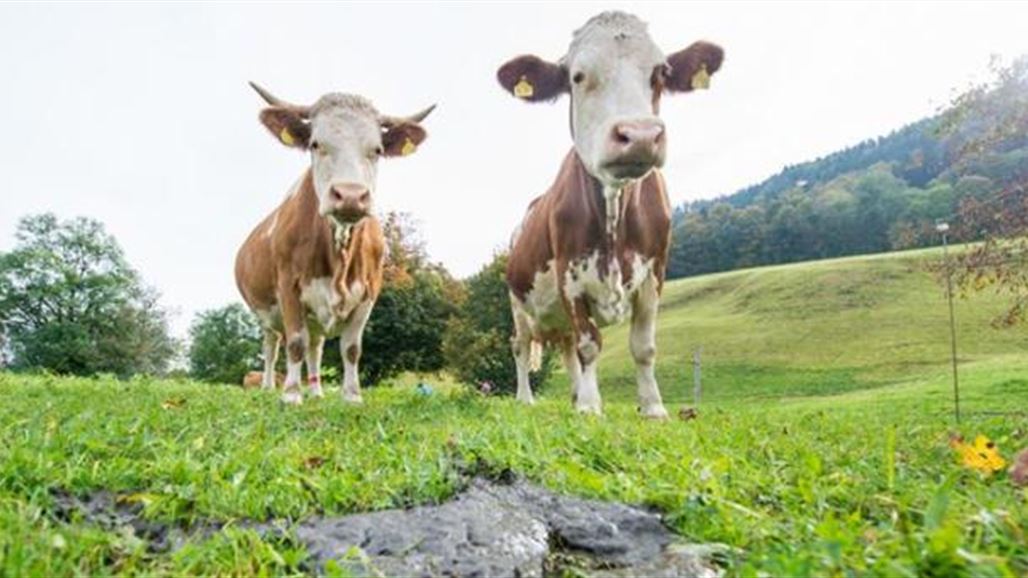 إجازة أمومة للأبقار وحضانة للعجول في ألمانيا