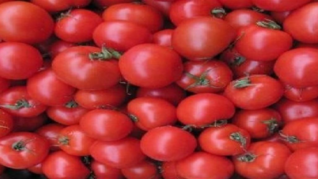 الزراعة: ارتفاع اسعار الطماطم وقتي ومرتبط بالموسم الزراعي