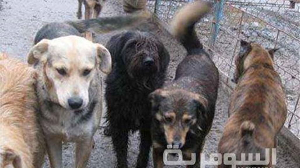 امانة بغداد تنفذ حملة لمكافحة الكلاب السائبة بمنطقة الاعظمية
