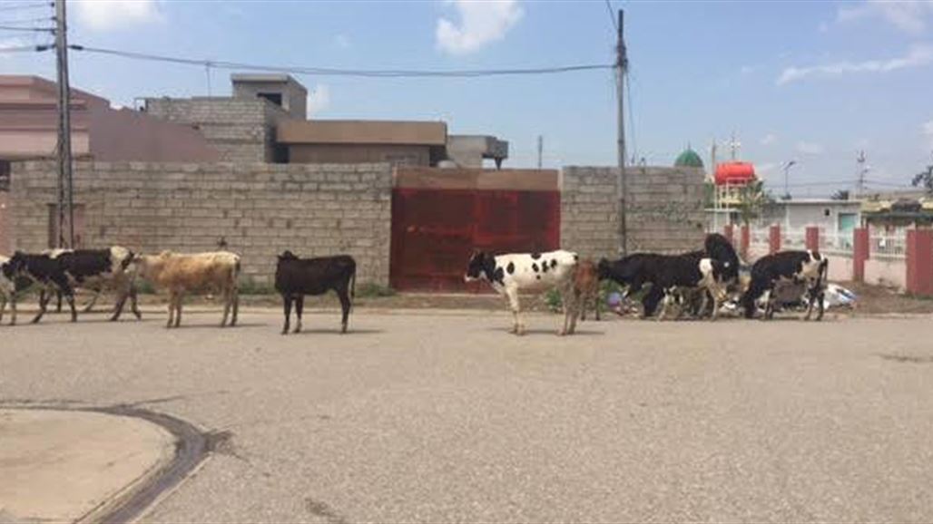 بالصور.. الأبقار تزاحم السيارات في كركوك