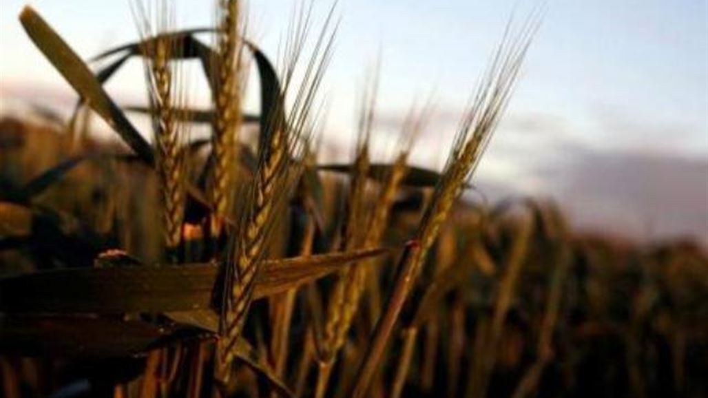 العراق يطرح مناقصة لشراء نحو 50 ألف طن من القمح