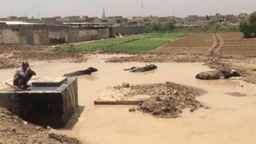 امانة بغداد: رصدنا مواطنين عملوا من خطوط ماء الرصافة بحيرات للمواشي