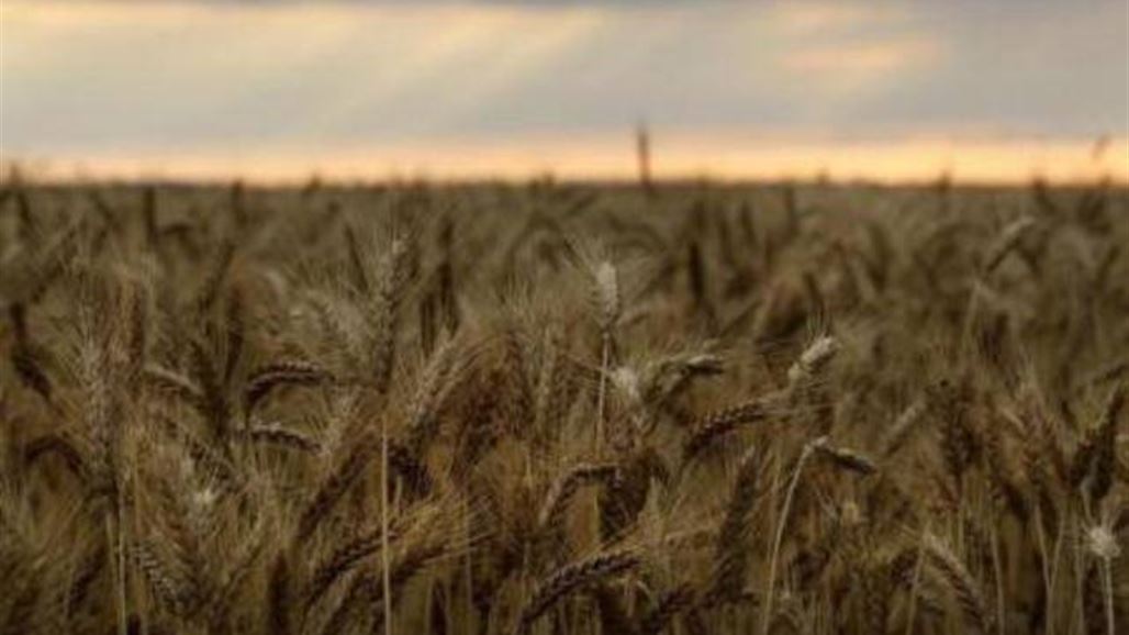 العراق يطرح مناقصة لشراء 50 ألف طن من القمح