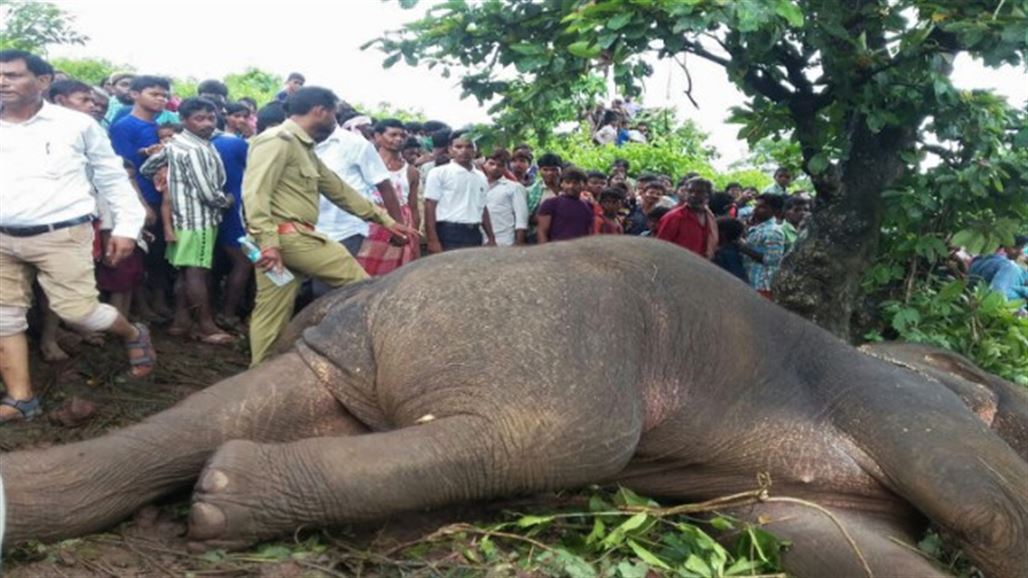 الشرطة الهندية تردي فيلاً ضخماً نشر الموت والدمار