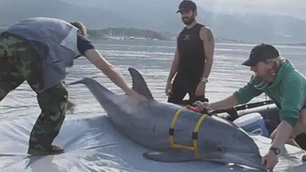 اسرائيل تدرّب الدلافين لإكتشاف غواصي حزب الله وحماس