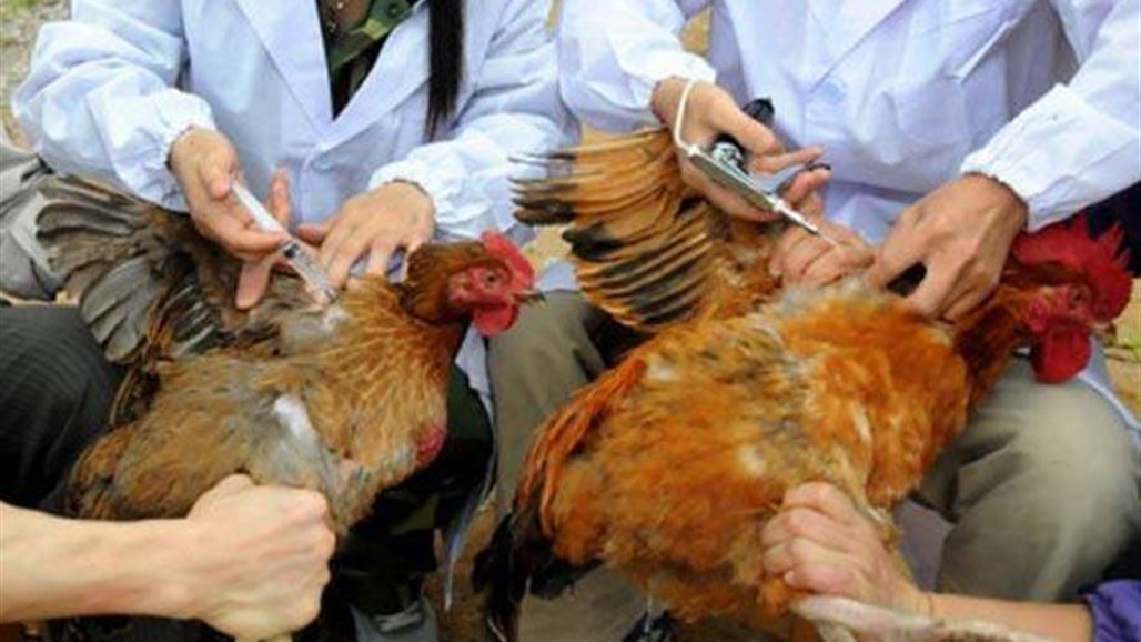 تحذير: انتشار نوع جديد لإنفلونزا الطيور!