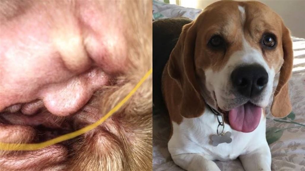 سيدة تكتشف صورة دونالد ترامب في أذن كلبها
