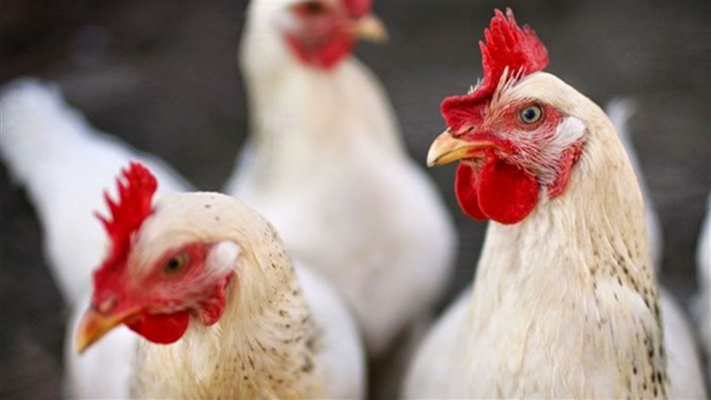 الزراعة تؤكد السيطرة الكاملة على البؤرة المرضية لانفلونزا الطيور في ديالى